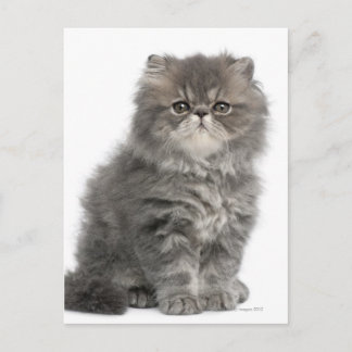 Persian Kitten (2 Monate alt), sitzend Postkarte