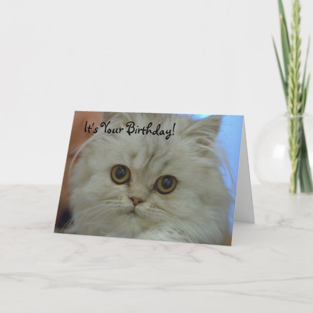 Persian Kitten Birthday Card Karte (Vorderseite)