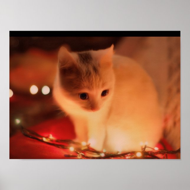 Persian Kitten Poster - Soft Fur & Big Eyes - Kauf (Vorne)