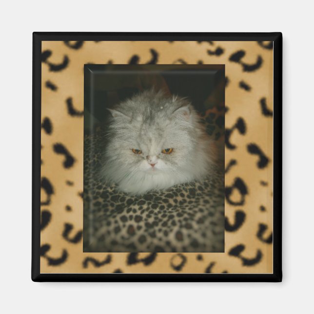 Persian Kitty Magnet (Vorne)