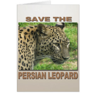 Persian Leopard
