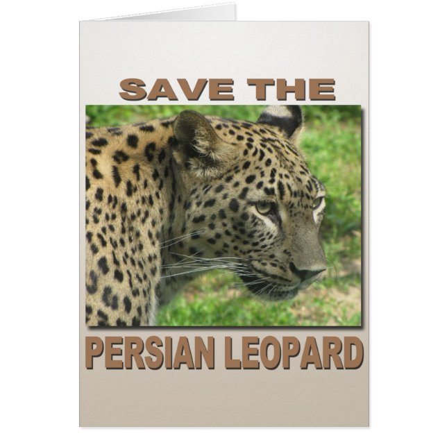 Persian Leopard (Vorne)