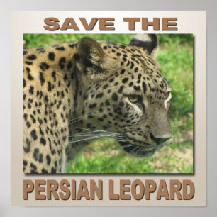 Persian Leopard Poster