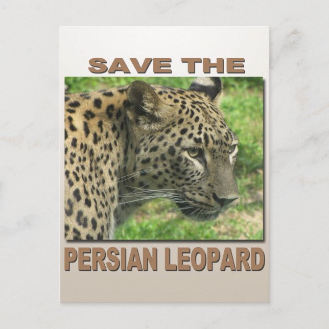 Persian Leopard Postkarte (Vorderseite)