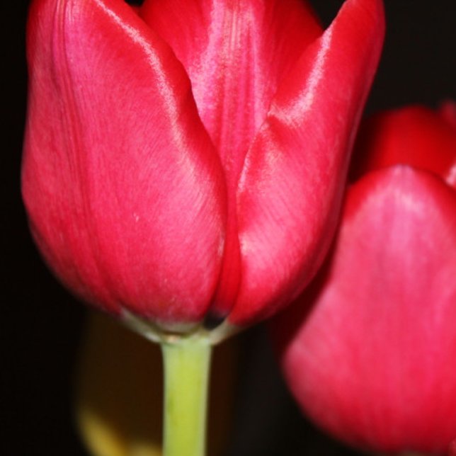 Persian Pond Tasse (Von Creator hochgeladen)