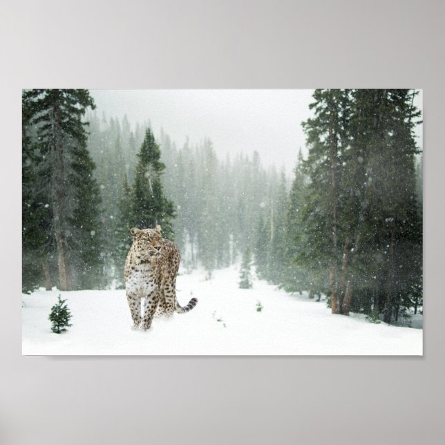 Persian Snow Leopard Poster (Vorne)