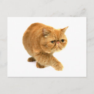 Persikatze Postkarte
