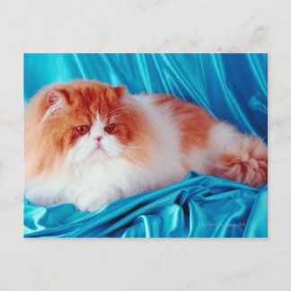 Persikatze Postkarte