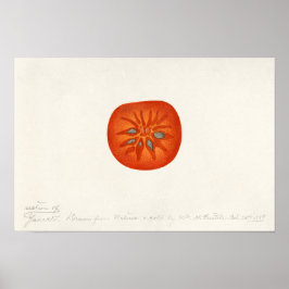 Persimmon (Diospyros) Fruchtfarben Poster