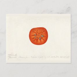 Persimmon (Diospyros) Fruchtfarben Postkarte