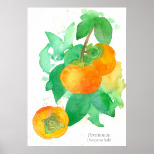 Persimmon Frucht Botanische Wasserfarbe Poster