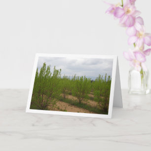 Persimmonbaume in der Frühjahrskarte Karte