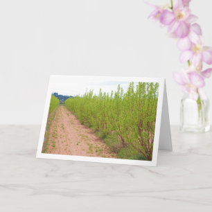 Persimmonbaume in der Frühjahrskarte Karte