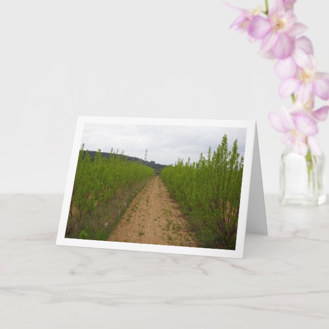 Persimmonbaume in der Frühjahrskarte Karte (Orchidee)