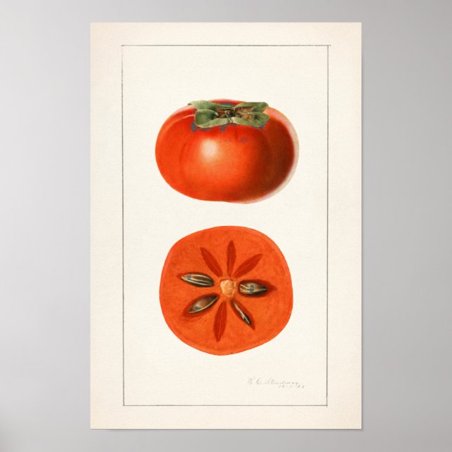 Persimmons Fruchtfarbenmalerei Poster (Vorne)