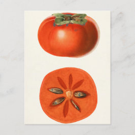 Persimmons Fruchtfarbenmalerei Postkarte