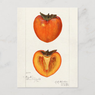 Persimmons Fruchtfarbenmalerei Postkarte