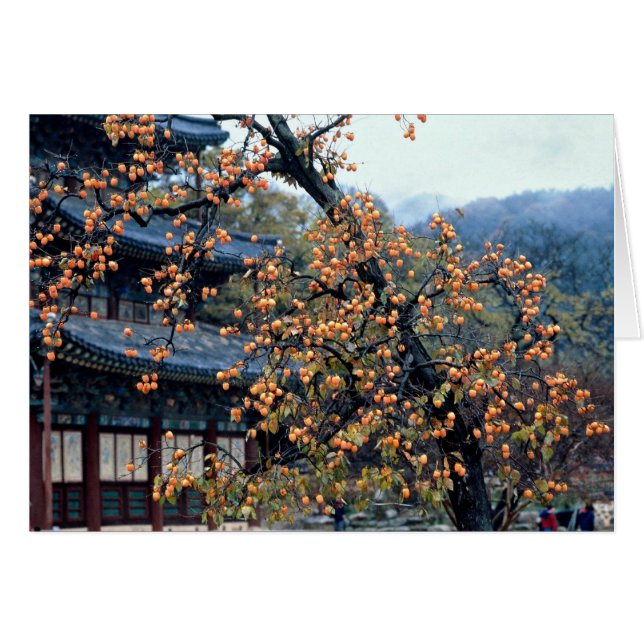 Persimonebaum, Fall (Vorderseite (Horizontal))