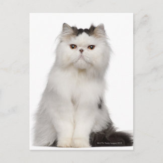 Persisch (10 Monate alt) Sitzung Postkarte