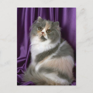 Persisch, blau, tortie und weiß postkarte
