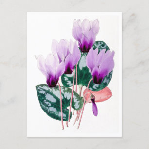Persische Cyclamen Vintag Botanische Postkarte