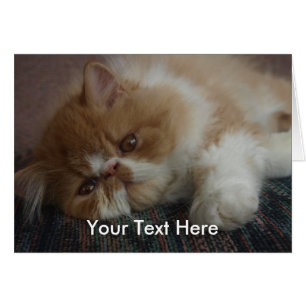 Persische Kätzchen-Karte