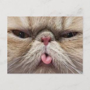 Persische Katze, die heraus Zunge haftet Postkarte