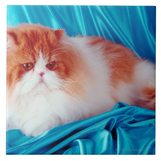 Persische Katze Fliese (Vorderseite)