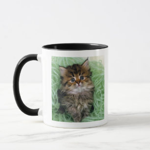 Persische Katze; ist ein der ältesten Zucht der Tasse