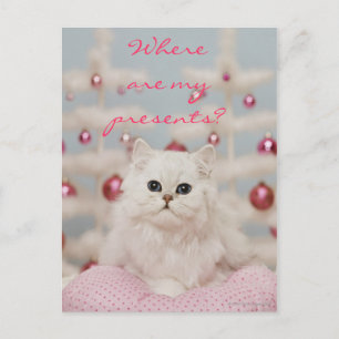 Persische Katze sitzt auf rosa Kissen Postkarte