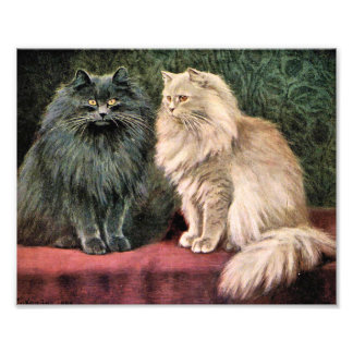 Persische Katzen - Blau und Creme Fotodruck