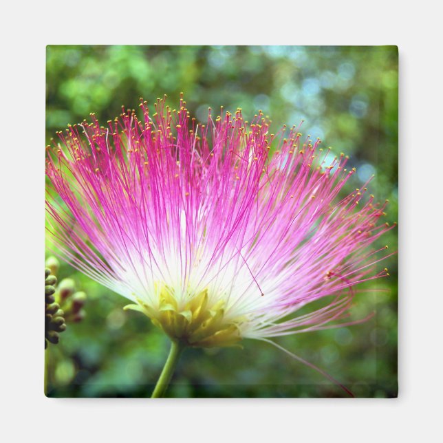 Persischer Seidenbaum-Blume Magnet (Vorne)