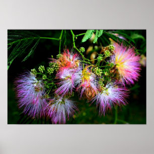 Persischer Seidenbaum (Mimosa) in voller Blüte Poster