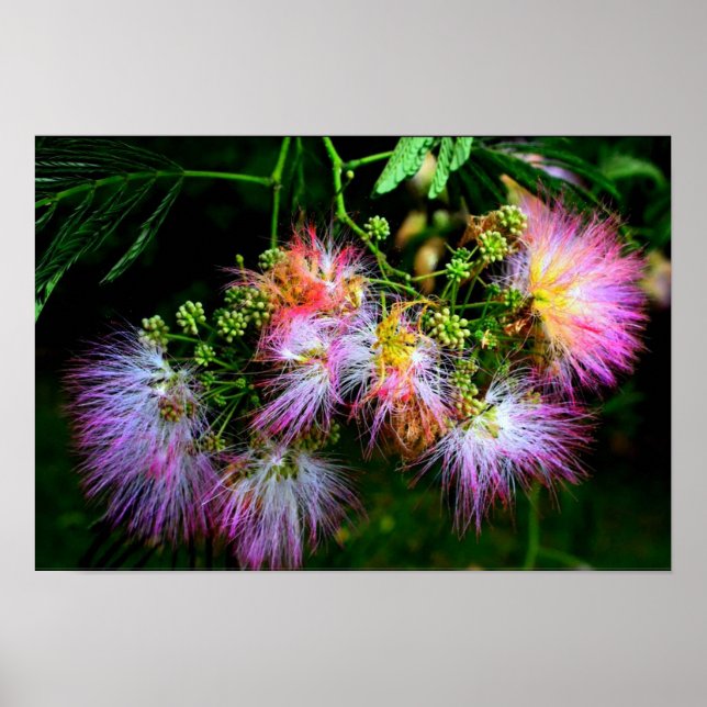Persischer Seidenbaum (Mimosa) in voller Blüte Poster (Vorne)