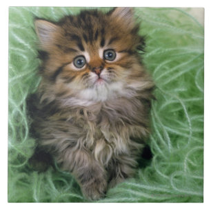 Persisches Kätzchen Fliese