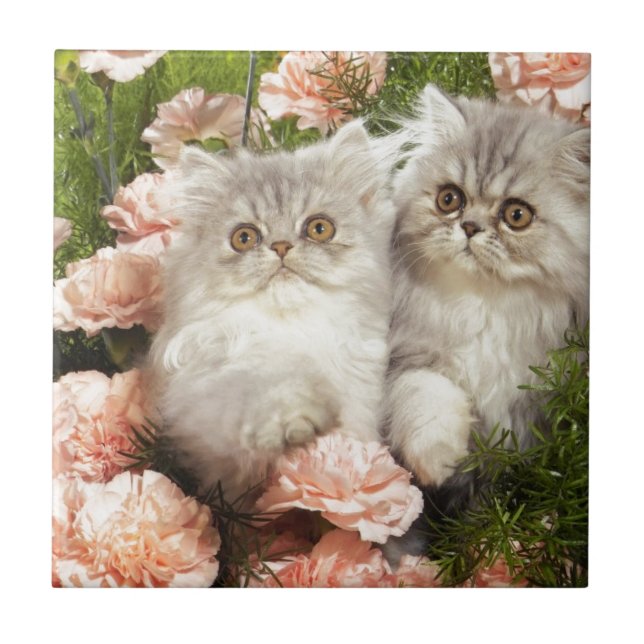 Persisches Kätzchen-Spiel in den rosa Blumen Fliese (Vorderseite)