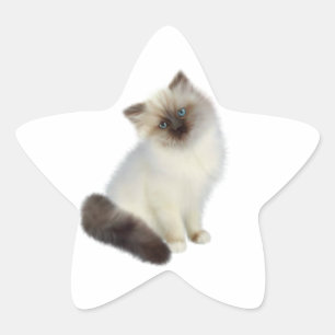 Persisches Kätzchen Stern-Aufkleber
