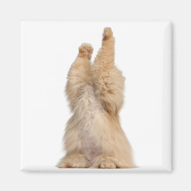 Persisches Spiel (3 Jahre alt) Magnet (Vorne)