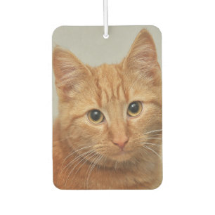 PERSONALISIERE DEIN KATZENFOTO LUFTVERBESSERER AUTOLUFTERFRISCHER
