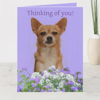 Personalisieren Sie Doggie mit der großen Karte "D