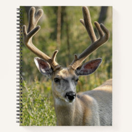 Personalisieren Sie Name Mule Deer Spiral Notebook Notizbuch