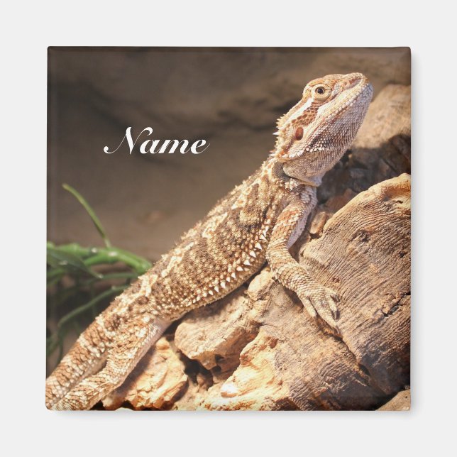 Personalisiert Baby Bearded Dragon Lizard Magnet (Vorne)