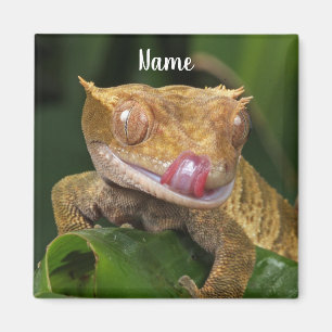 Personalisiert Crested Gecko Lizard Magnet