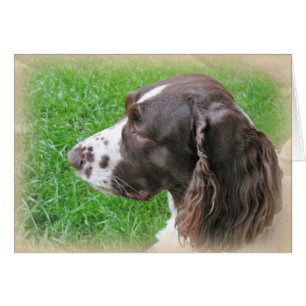 Personalisiert Englisch Springer Spanisch Profil