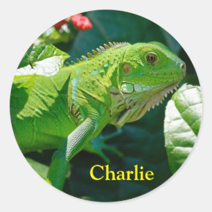 Personalisiert Green Iguana Lizard Runder Aufkleber