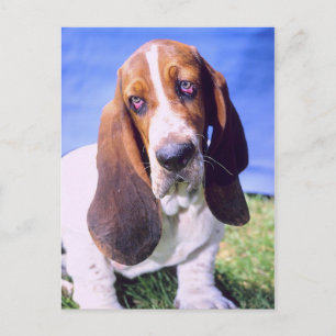 Personalisiert- Postkarte: Einmaliger Basset-Hund Postkarte