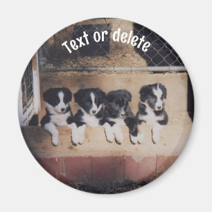 Personalisierte Border Collie Welpen Magnet