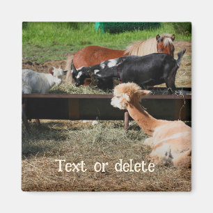 Personalisierte Freunde von Farmtieren Magnet