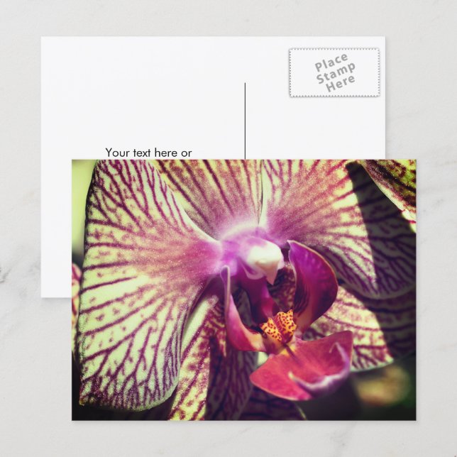 Personalisierte hübsche Orchideenblume Postkarte (Vorne/Hinten)