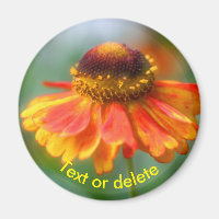 Personalisierte Orange Gelbe Zinna Gänseblümchen-B